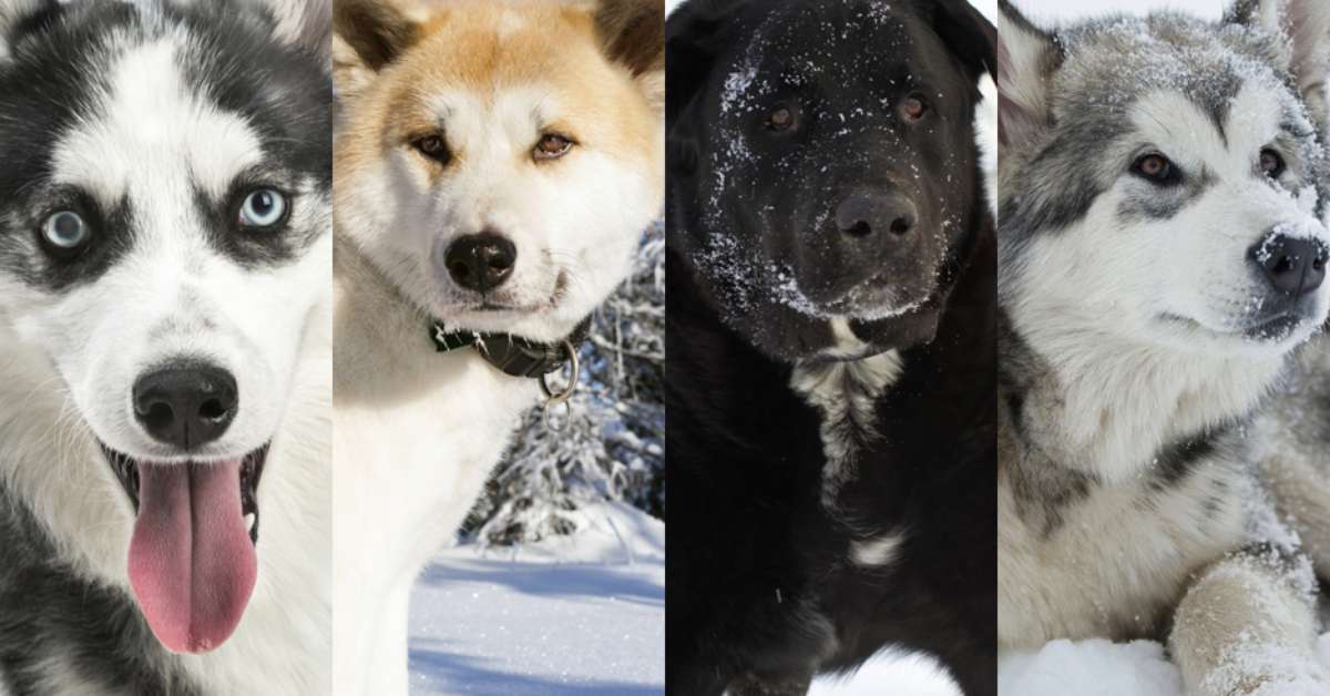 Cachorro de neve raça