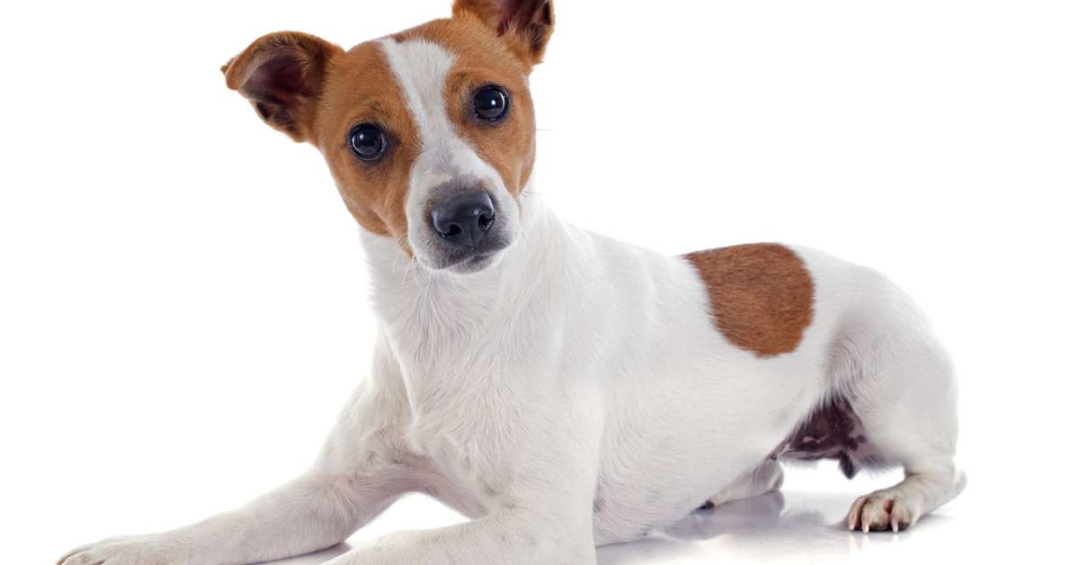 Jack russel cresce ate que idade Clearance