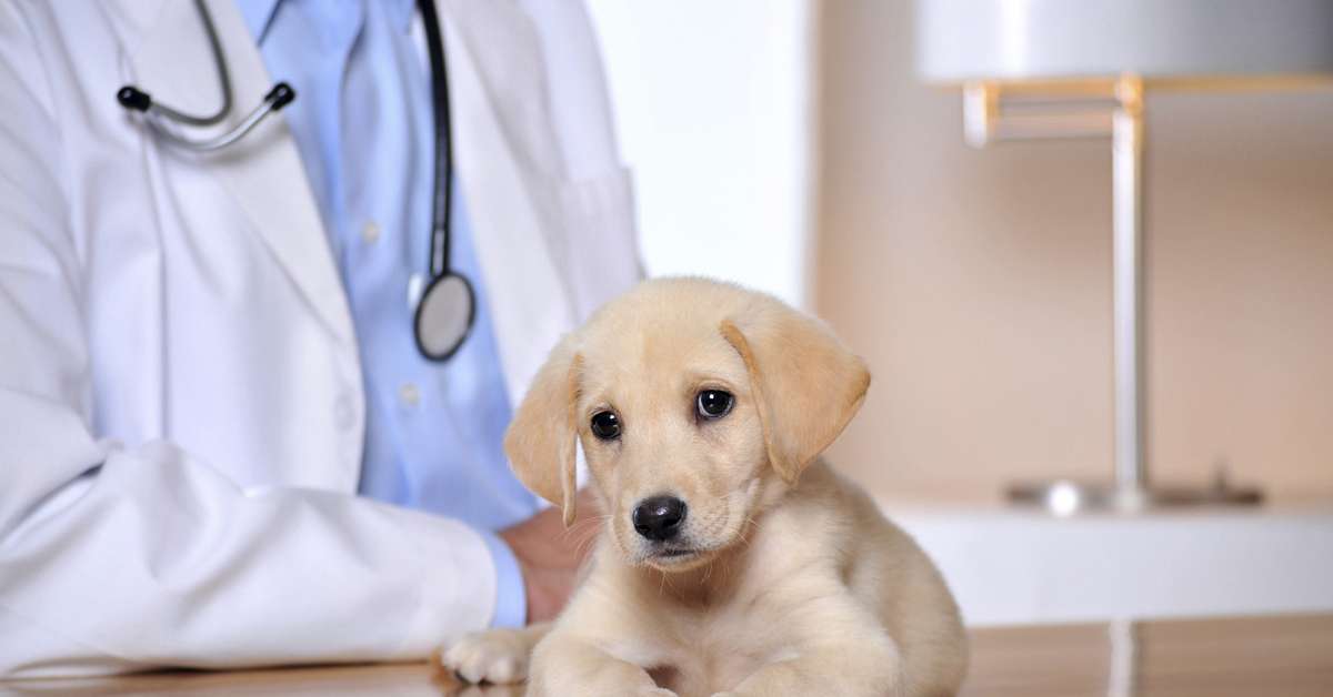 Qual E A Hora Certa De Vermifugar O Seu Pet Descubra