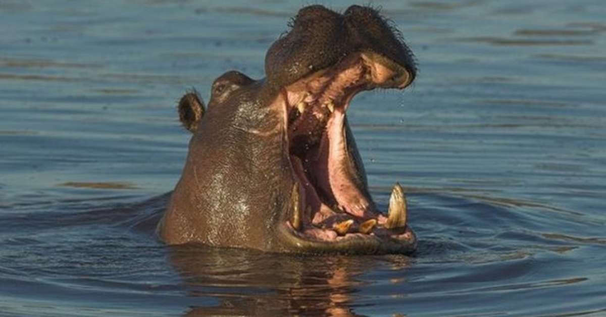 Conheça os animais mais perigosos do mundo Conheça os animais mais perigosos do mundo