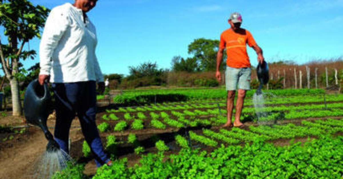 Qual A Realidade Dos Assentamentos E Da Agricultura Familiar