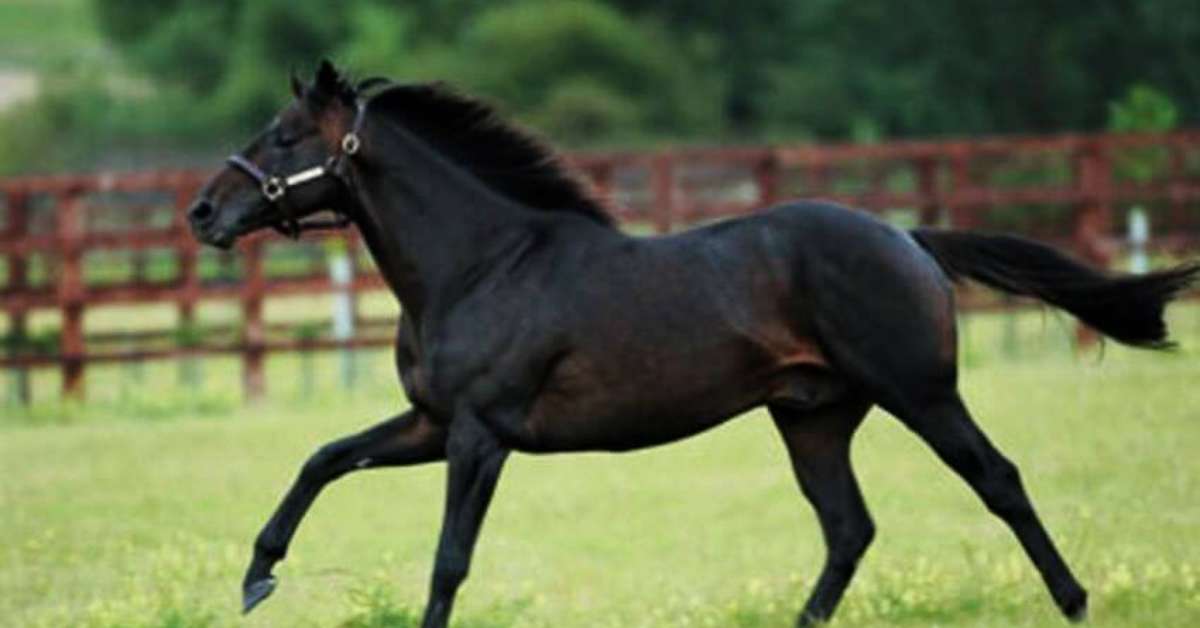 Conheça as principais raças de cavalo Conheça as principais raças de cavalo