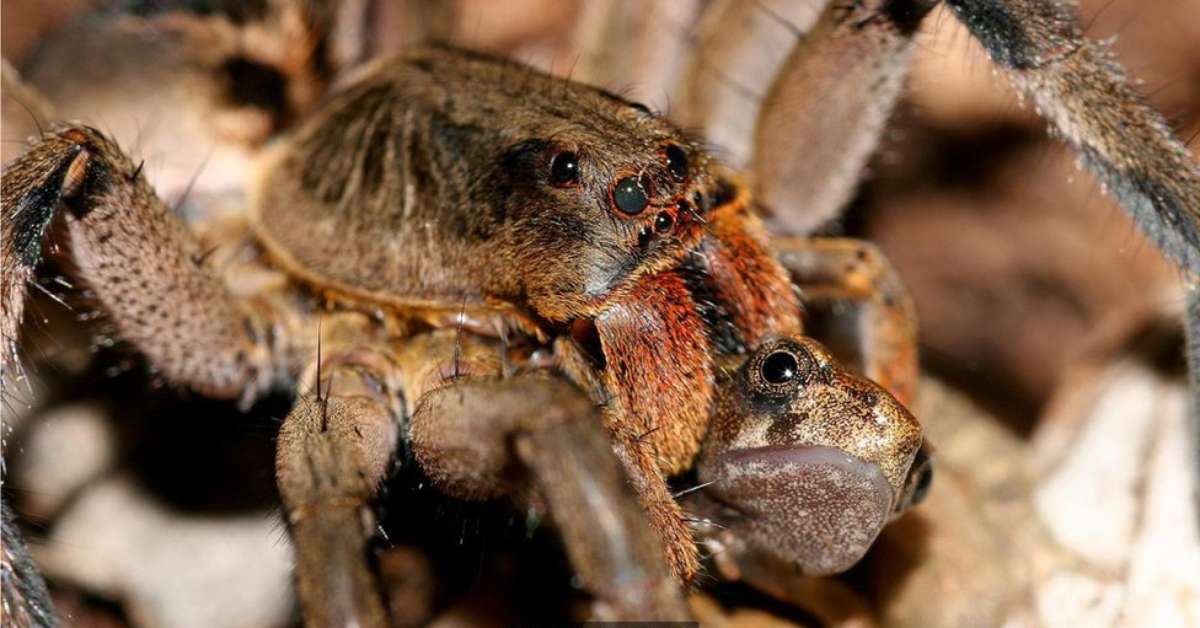 As aranhas e centopeias gigantes que se alimentam de ...