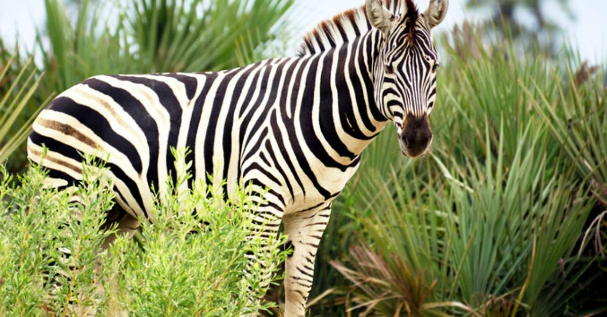 A Zebra é Branca Com Listras Pretas Ou O Contrário?