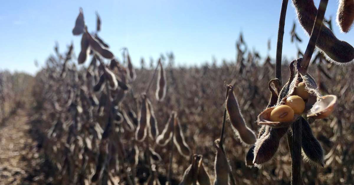 Aprosoja reduz safra de soja do Brasil 19/20 para 120,6 mi t