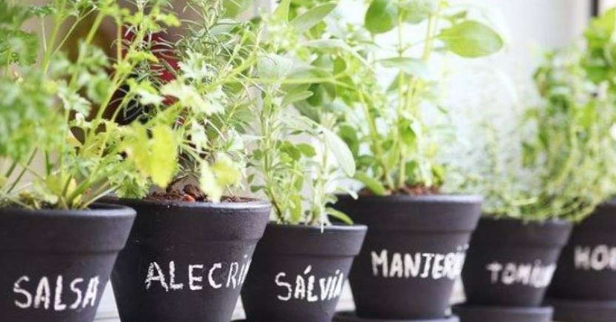 Horta Medicinal Como Ter Uma E Quais Plantas Cultivar 9166