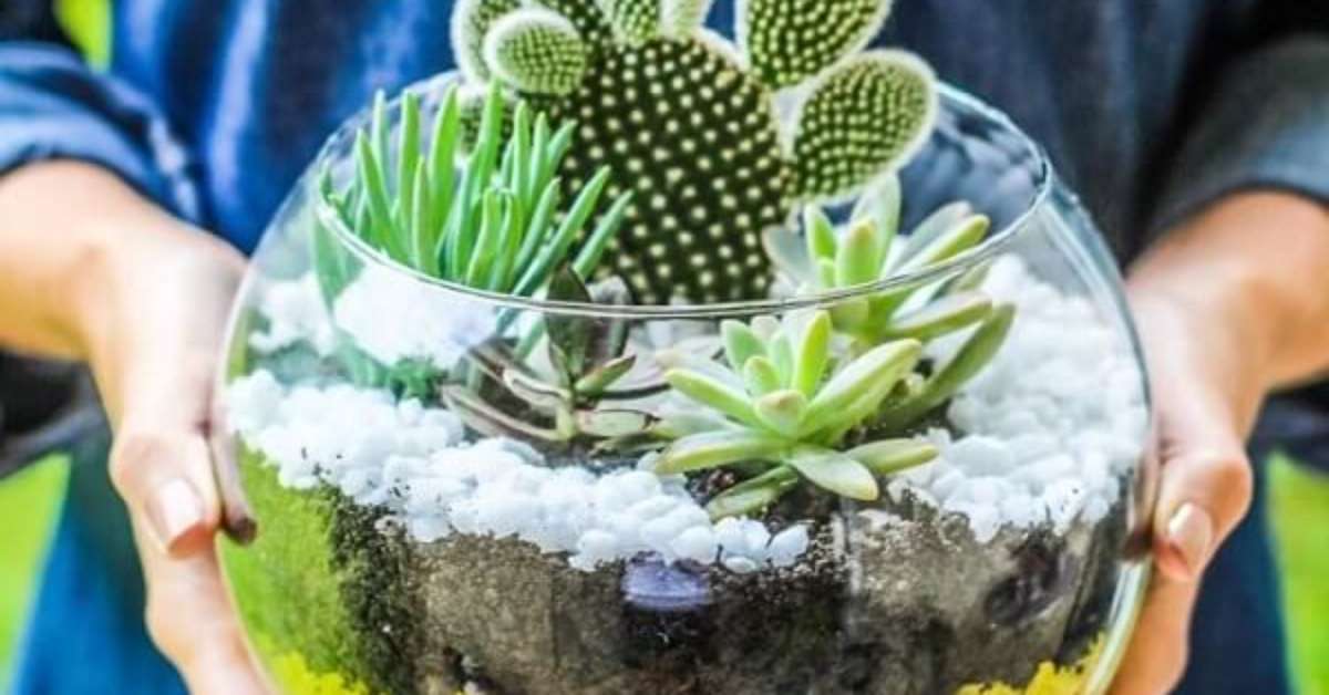 Terrário de Suculentas: +72 Modelos e Dicas de Como Montar em Casa