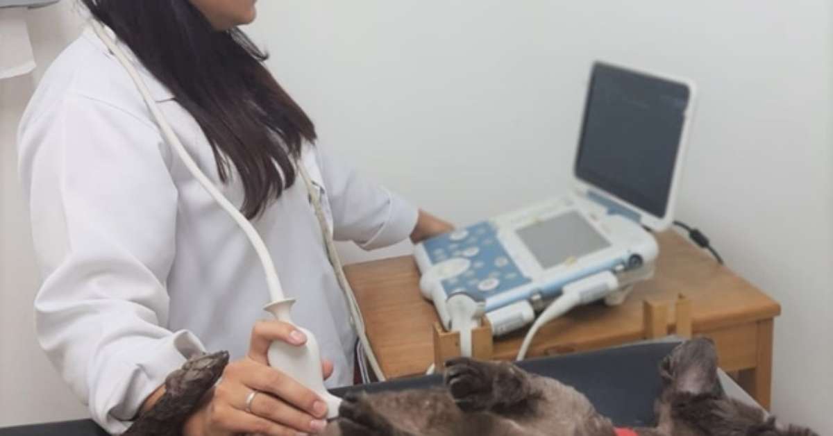A evolução da tecnologia veterinária como aliada da saúde dos pets A evolução da tecnologia veterinária como aliada da saúde dos pets