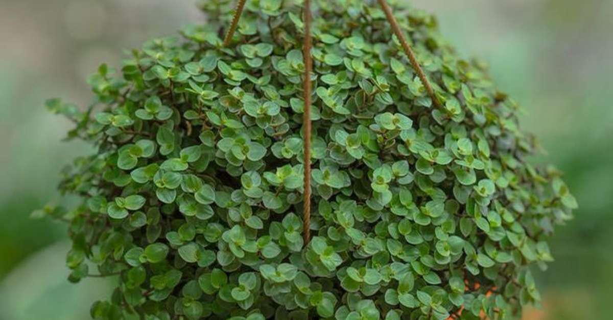 Conheça O Poder Da Planta Dinheiro Em Penca E Como Usá La 