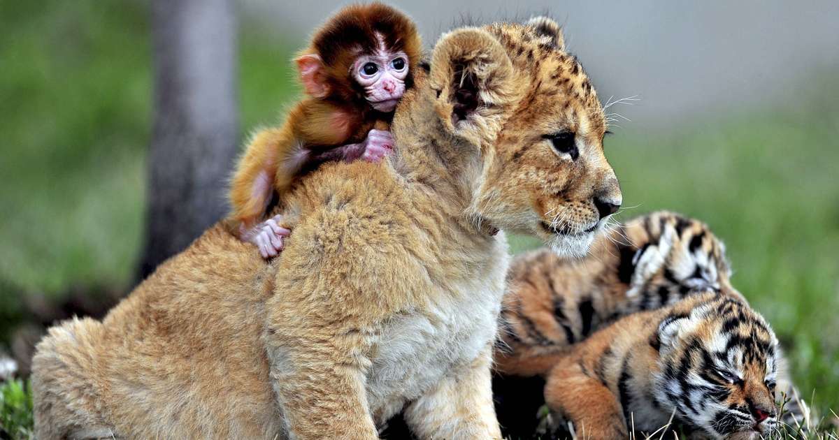 Zoo da China mostra amizade entre filhotes de tigre, leão e macaco