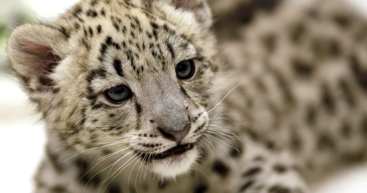 FOTO: filhote de leopardo-das-neves é apresentado nos Estados Unidos