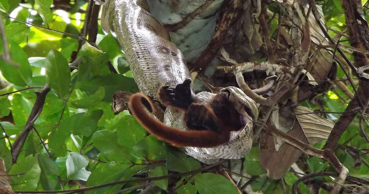 Macacos fofos se juntam para sair na foto em parque no Japão