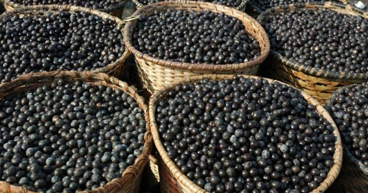 Açaí: futuro promissor, preço alto trava exportação