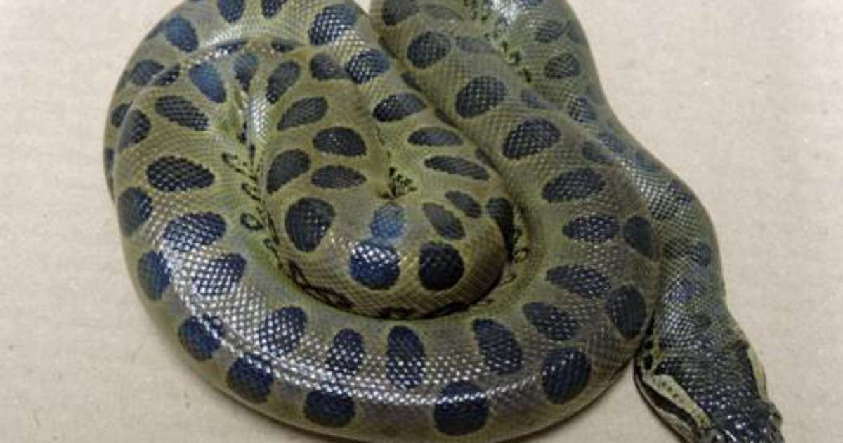 Butantan pesquisará sucuri gigante cuspindo cobra; como isso