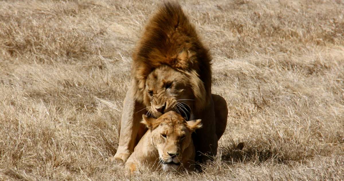 Sexo dos leões: fotógrafo flagra acasalamentos a cada 15 min na África