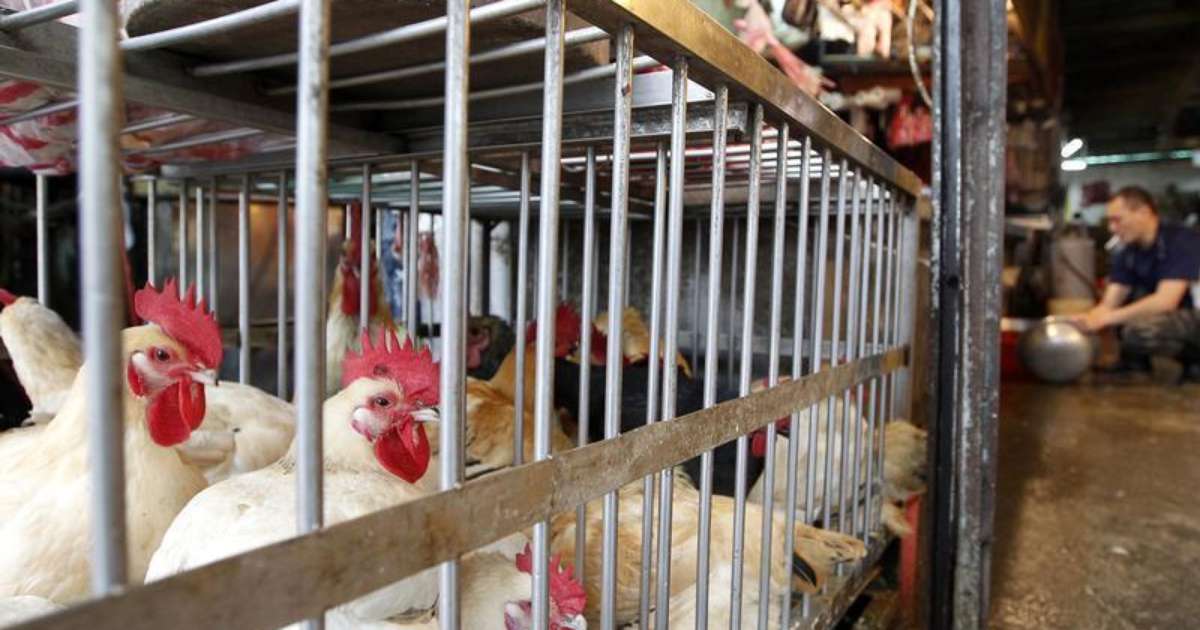Gripe aviária H7N9 avança e exige vigilância constante