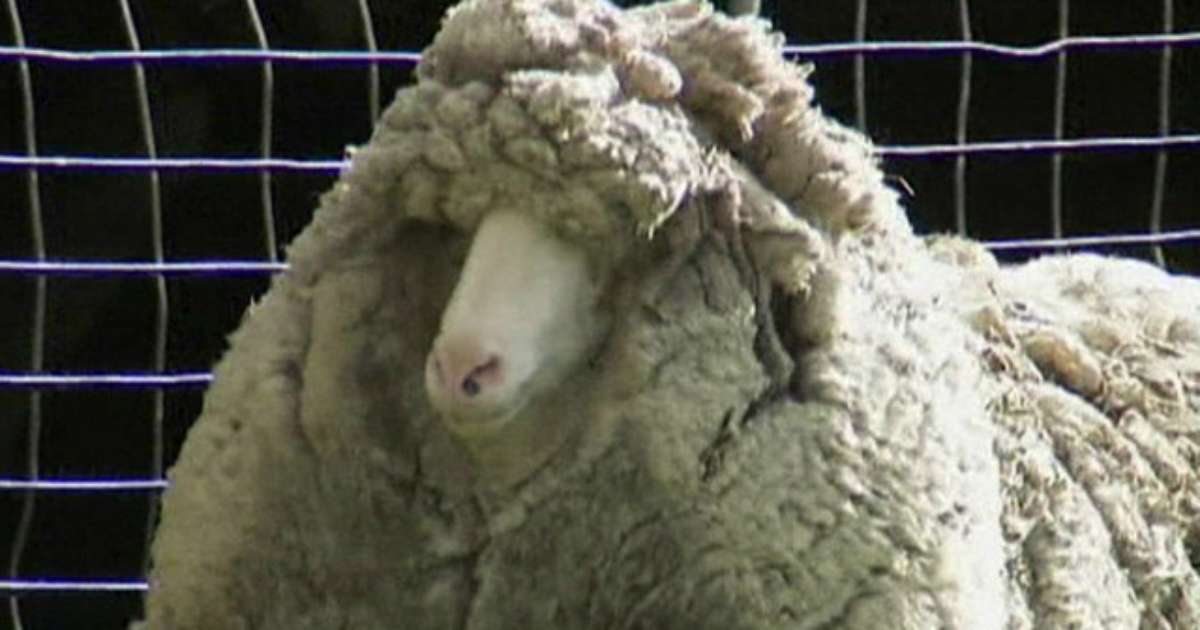 Caneiro Rinder Fazendeiros da Tasmânia acham carneiro com 20kg de lã