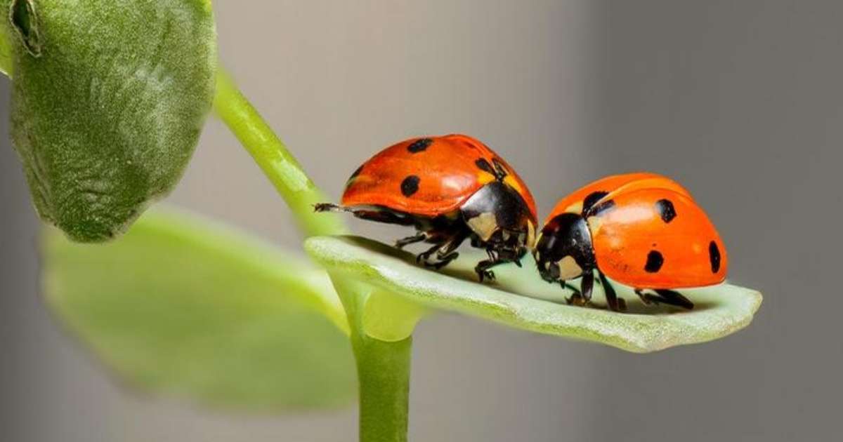 Por que a joaninha é um símbolo da sorte? Descubra!