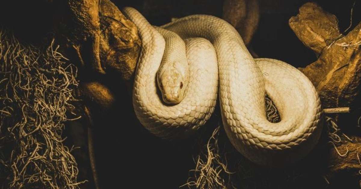 Significado de Serpente - Dicionário de Símbolos