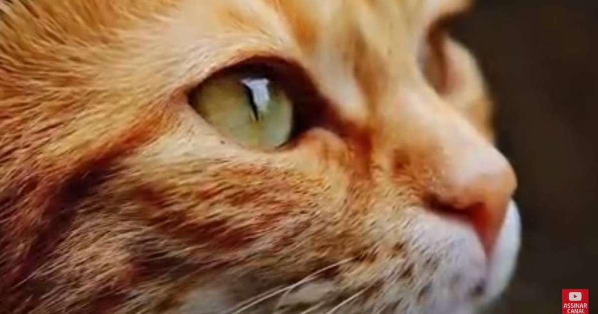 No Dia Mundial do Gato, assista aos vídeos mais populares do  -  Jornal de Brasília