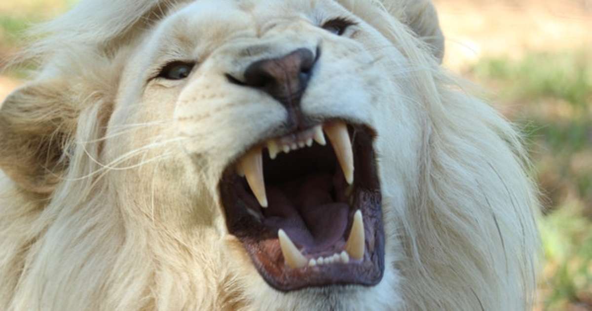 Infográfico Para que servem os dentes caninos? Infográfico Para que servem os dentes caninos?