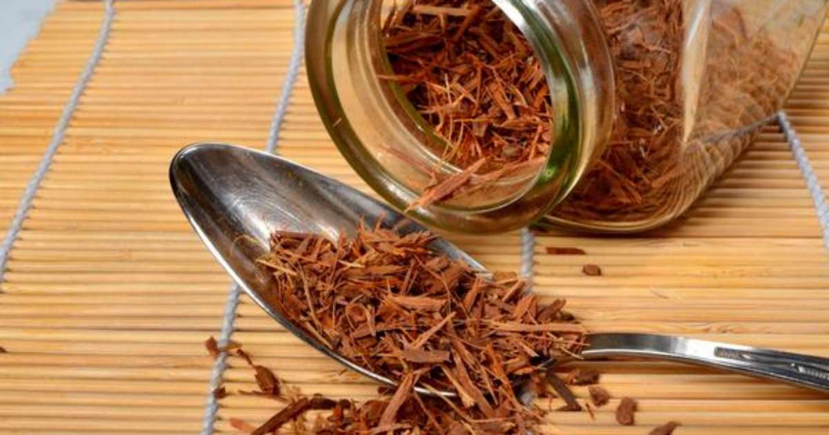 O poder da catuaba! Descubra os benefícios dessa planta