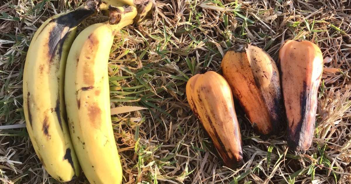 A 'banana falsa' que pode ser solução para alimentar milhões