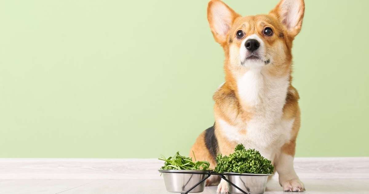 Alimentação natural: 6 dicas para melhorar a dieta do animal