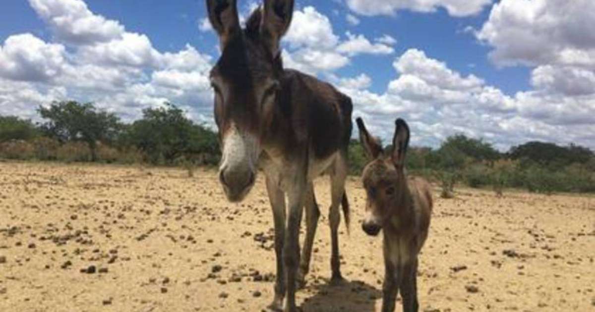 Campanha pelo fim do abate de cavalos no Brasil