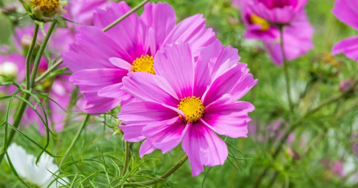 15 tipos de cosmos para se apaixonar