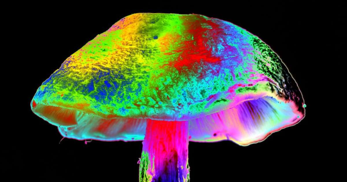 Humanos já usavam drogas alucinógenas há 3 mil anos; entenda o estudo