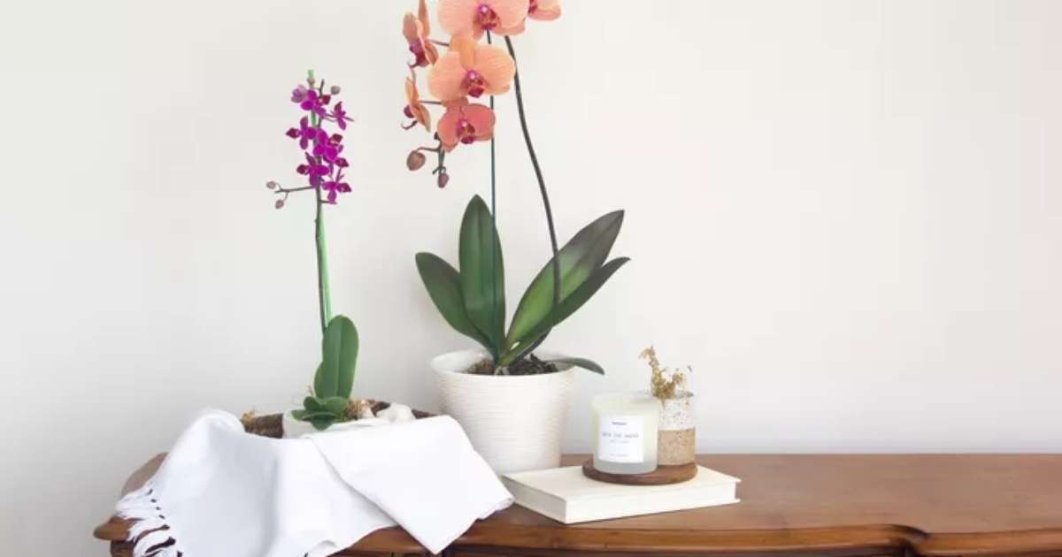 Como comprar uma orquídea saudável