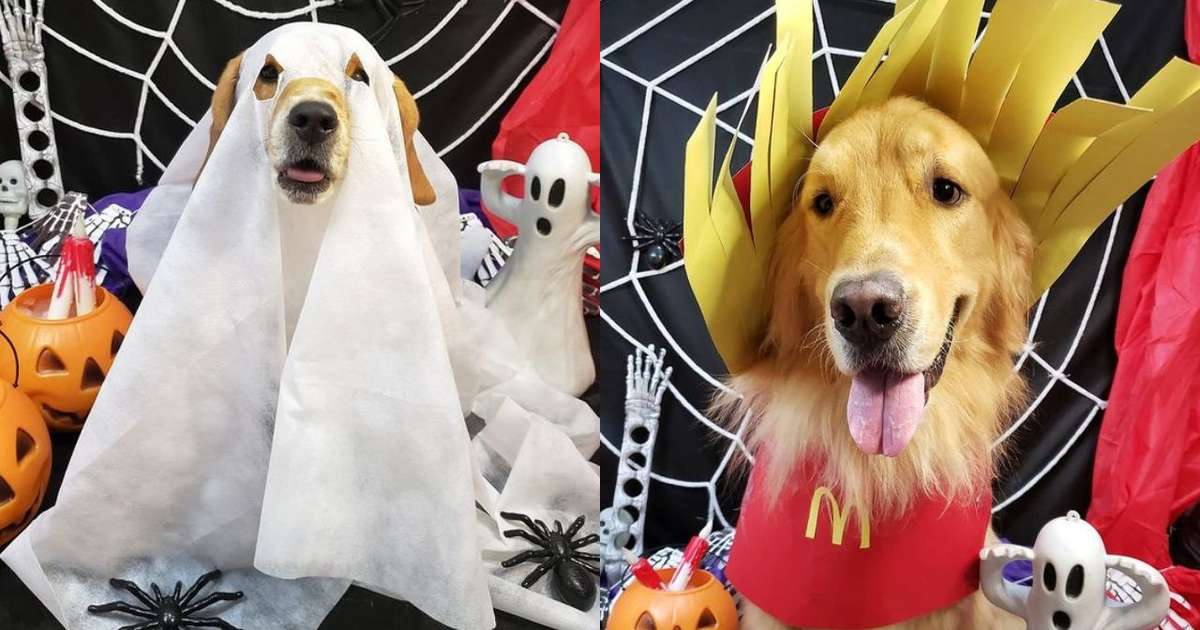 Halloween: 10 tutores e seus pets com fantasias combinando