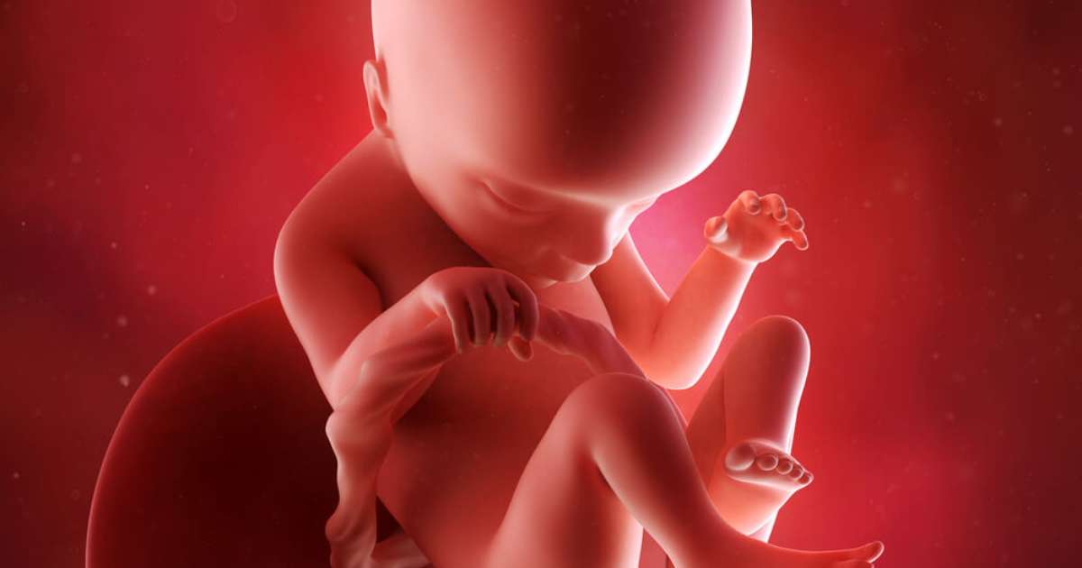 18 semanas de gravidez: o desenvolvimento do bebê