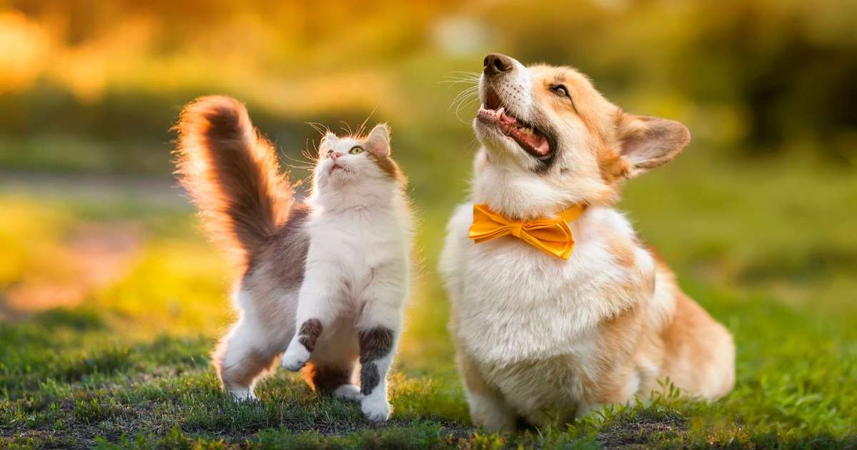 Ver o 4 Cuidados Essenciais Com Os Pets Na Esta o Mais Quente Do Ano