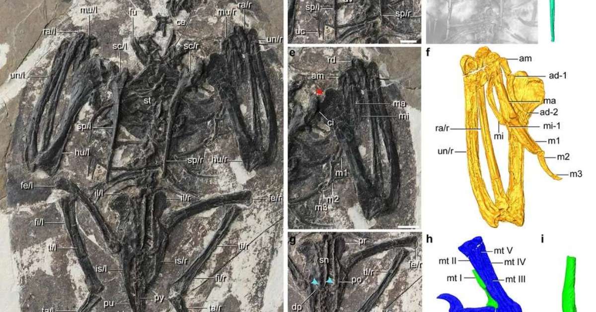 This curious fossil is of a hybrid bird with a dinosaur skull