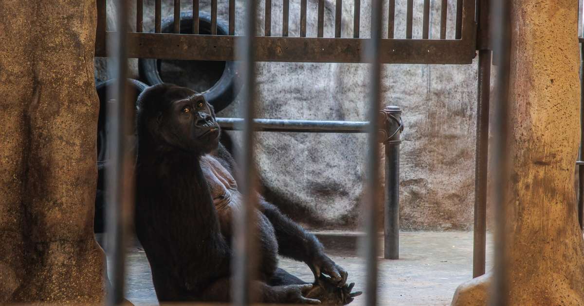 El gorila «más triste del mundo» vive en cautiverio desde hace 30 años en Tailandia