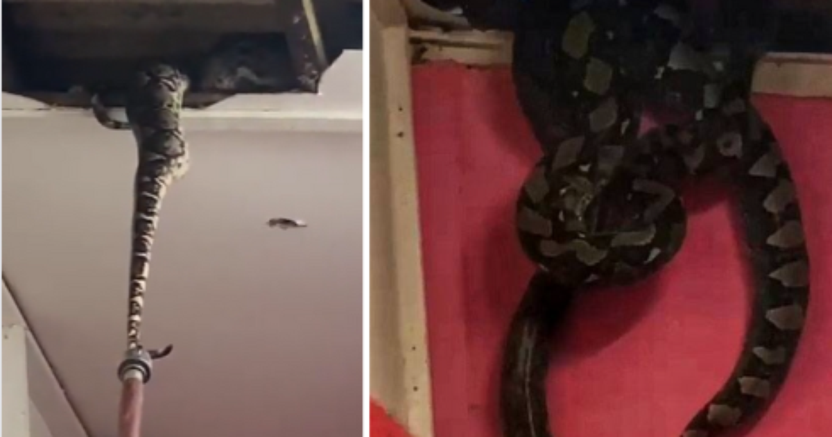 Cobra de mais de 3 metros é encontrada morando em teto de banheiro e  impressiona internautas - Notícias - R7 Internacional