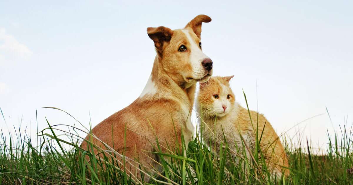 10 motivos para adotar um animal de estimação
