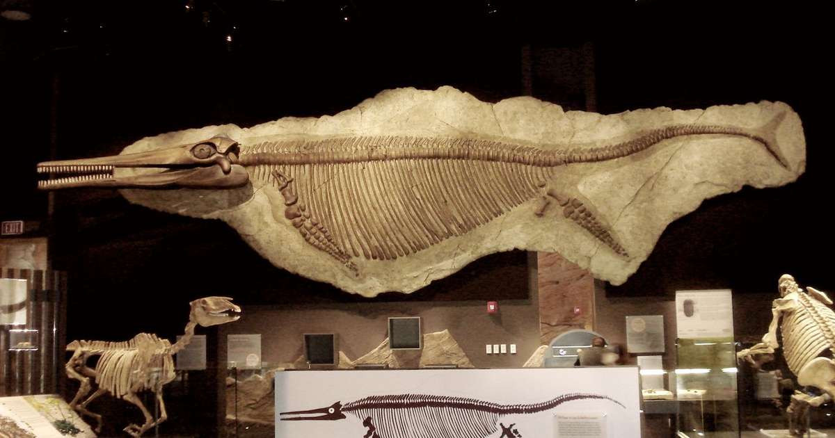 El reptil marino más antiguo del mundo encontrado en el Ártico revoluciona la paleontología