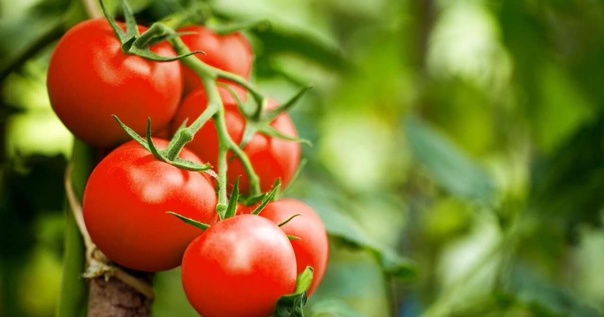 Tomate: saiba os benefícios e como ele pode potencializar seus treinos