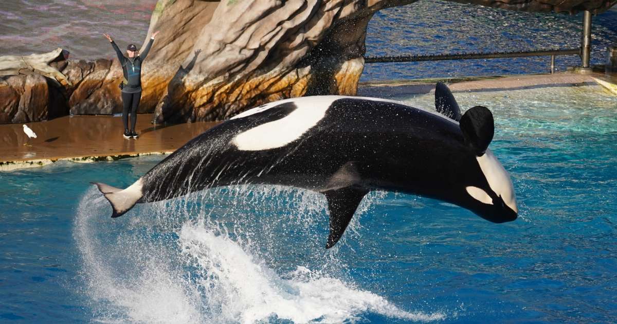 Orca de 57 anos mantida em cativeiro por meio século será libertada nos EUA