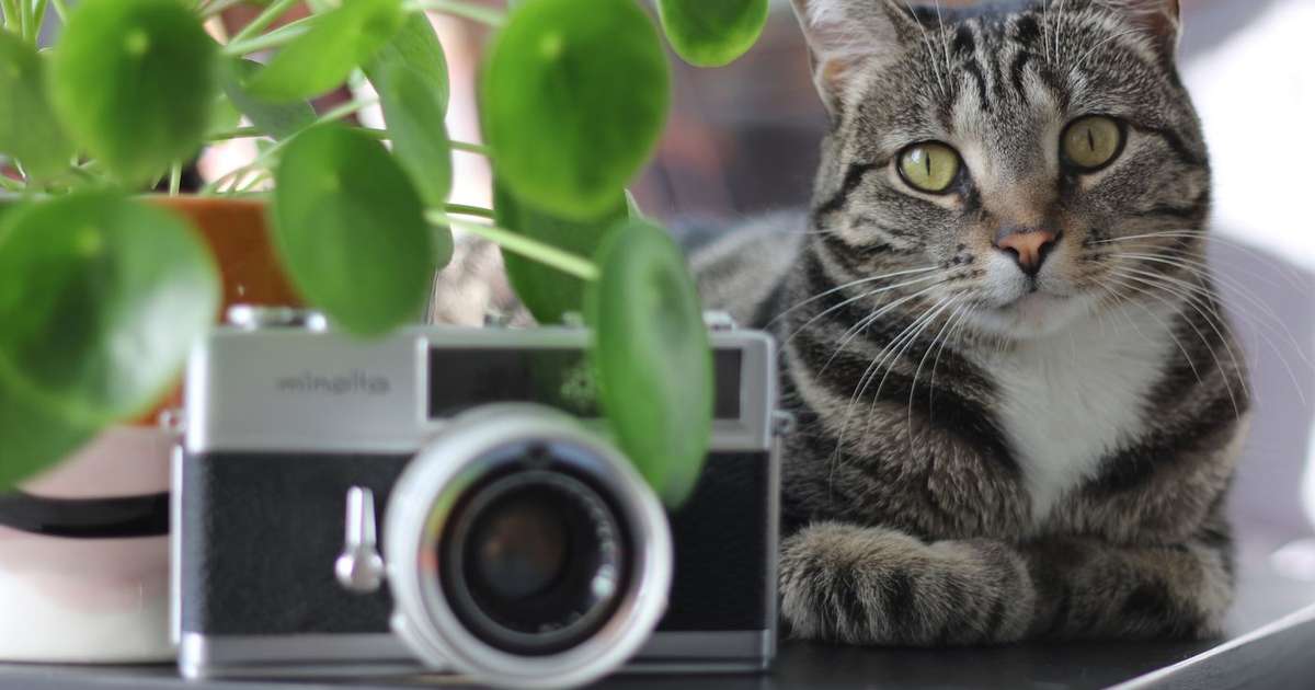 Internetnutzer richten Kameras an ihre Katzen und die Szenen sind unglaublich