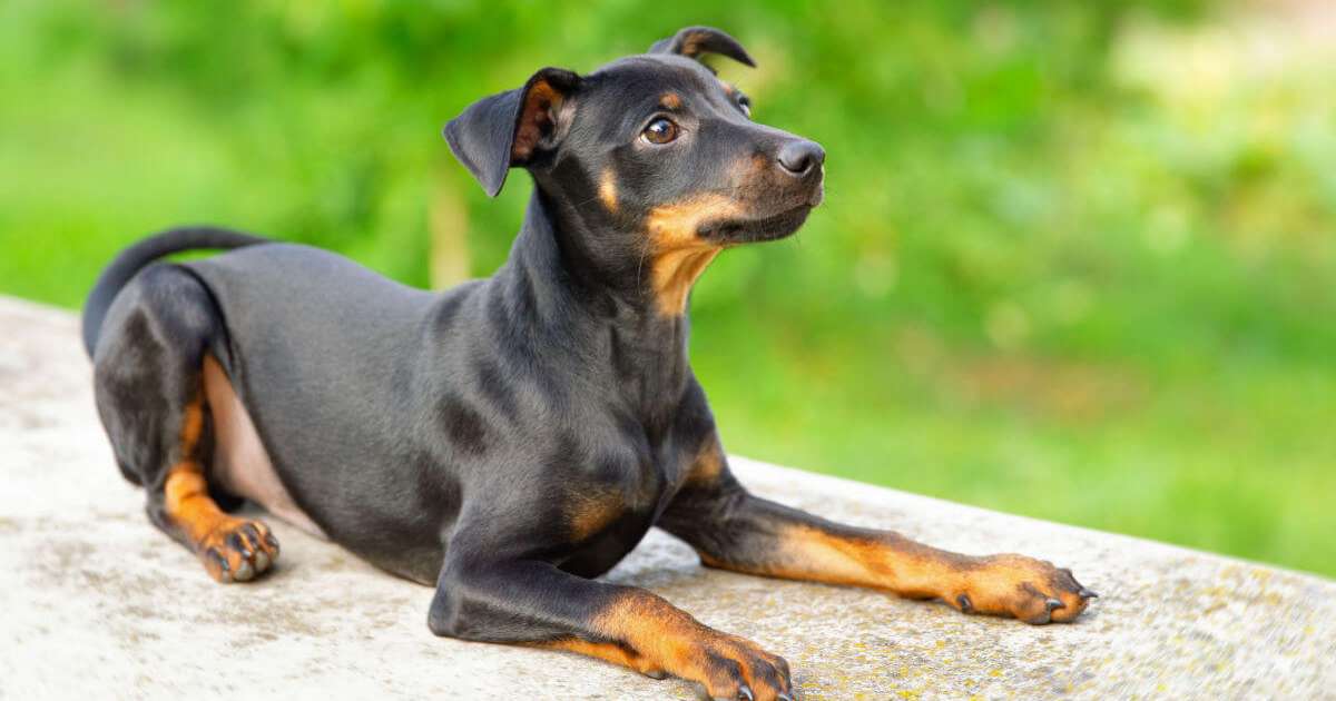 Pinther Zero Conheça as características do cachorro da raça pinscher