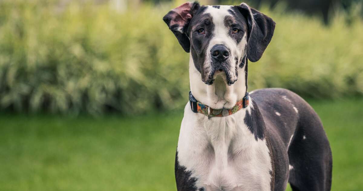Dogue alemão: conheça uma das maiores raças de cachorro do mundo