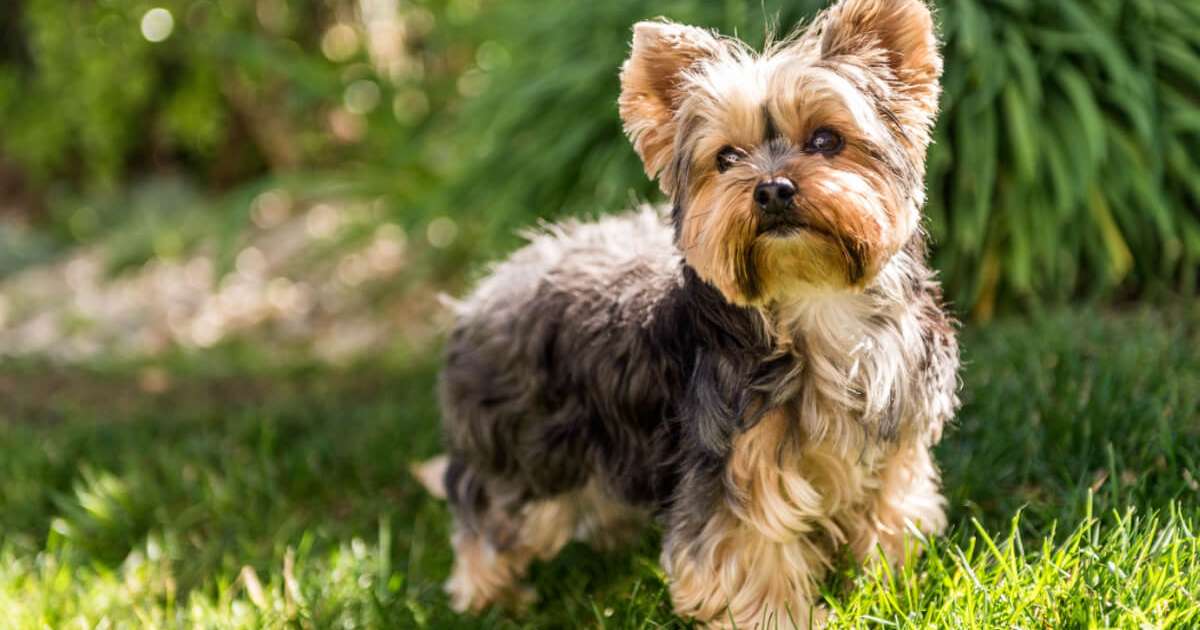 Yorkshire terrier: tudo o que você precisa saber sobre essa raça
