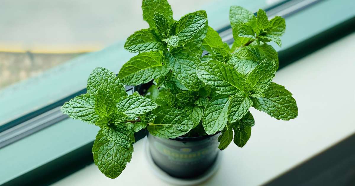 What is the difference between mint and peppermint?