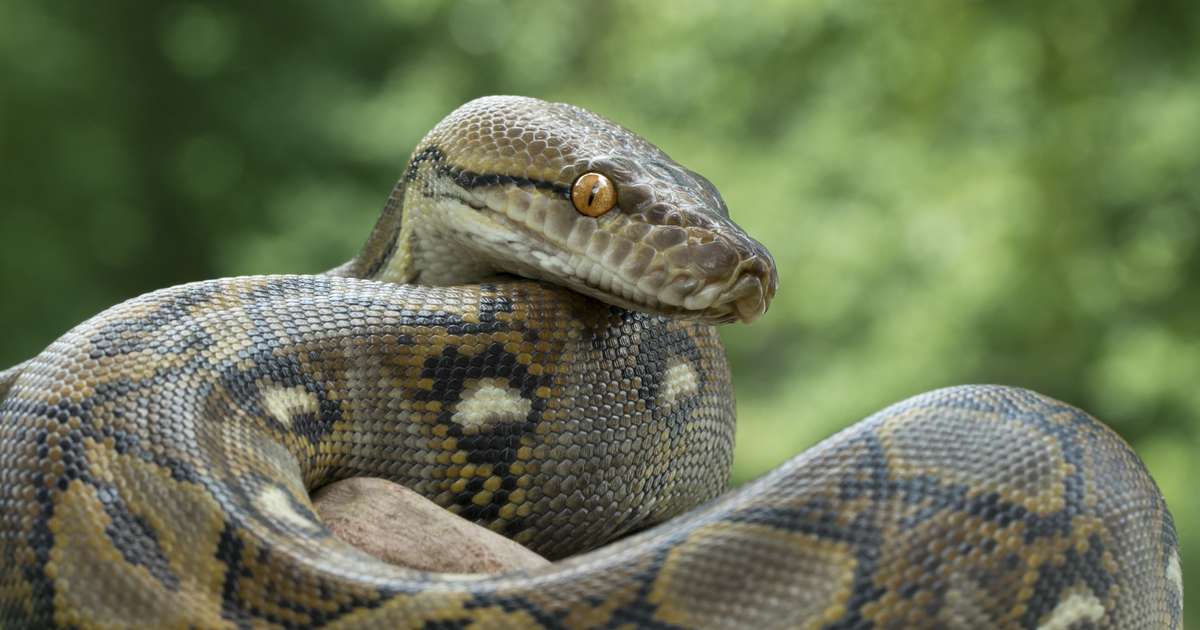 Sonhar com Cobra Azul  4 Significados Maravilhosos!