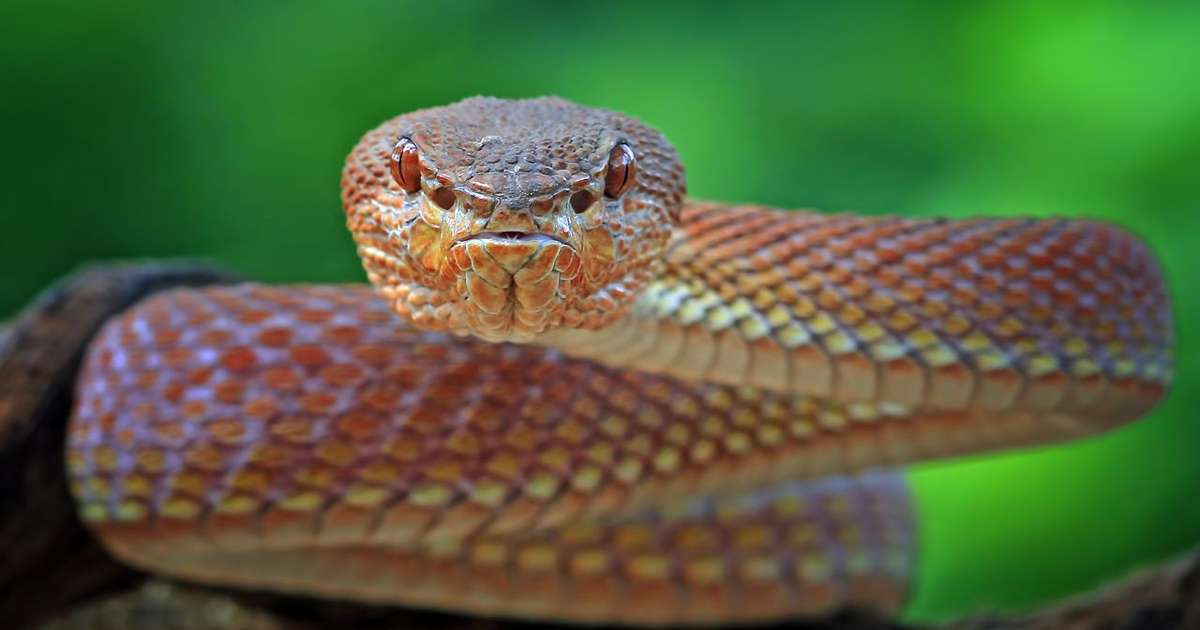 Sonhar Com Cobra Entenda Qual Pode Ser O Significado 6592