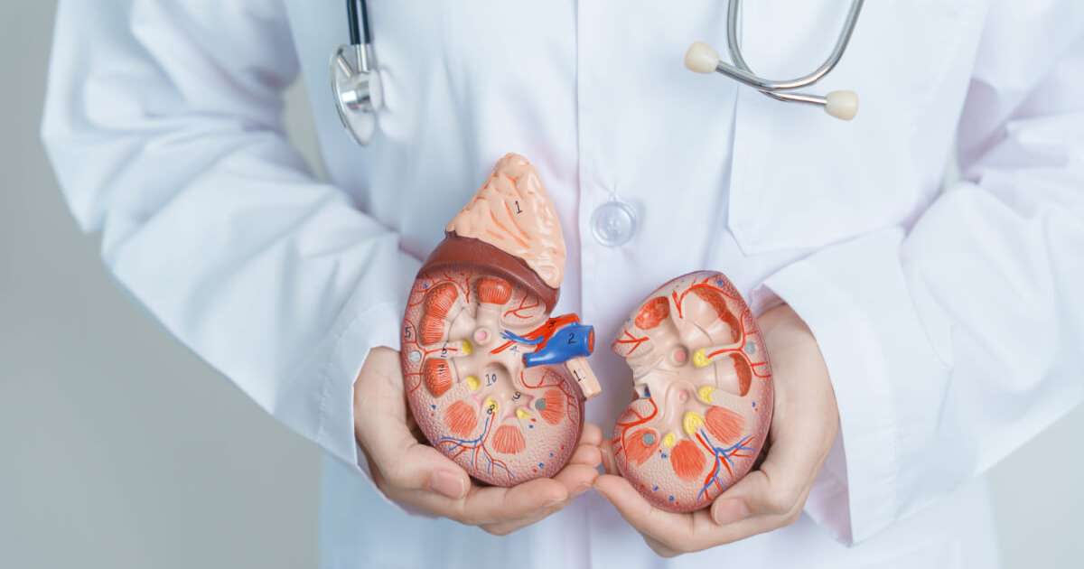 3 fatores que prejudicam o funcionamento adequado dos rins